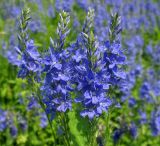 Veronica teucrium