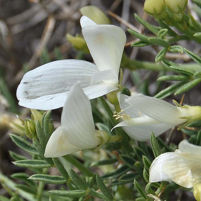 Изображение особи Onobrychis cornuta.