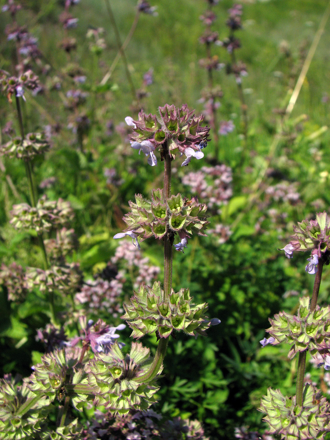 Изображение особи Salvia verticillata.