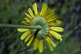 Anthemis tinctoria. Соцветие со стороны обёртки с сидящим кузнечиком (сидит на той стороне). Республика Адыгея, Майкопский р-н, ок. 3 км к северу от пос. Гузерипль, восточный склон горы Казачья, выс. ок. 1200 м н.у.м., луг. 23.07.2016.