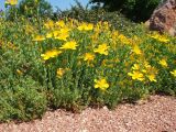 Hypericum olympicum