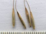 Elymus caninus