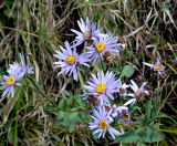 Aster bessarabicus