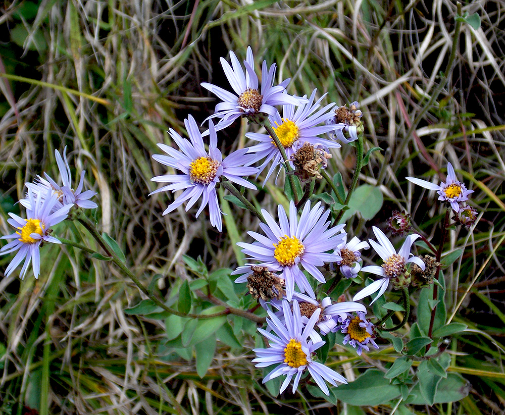 Изображение особи Aster bessarabicus.