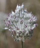 Allium guttatum ssp. sardoum