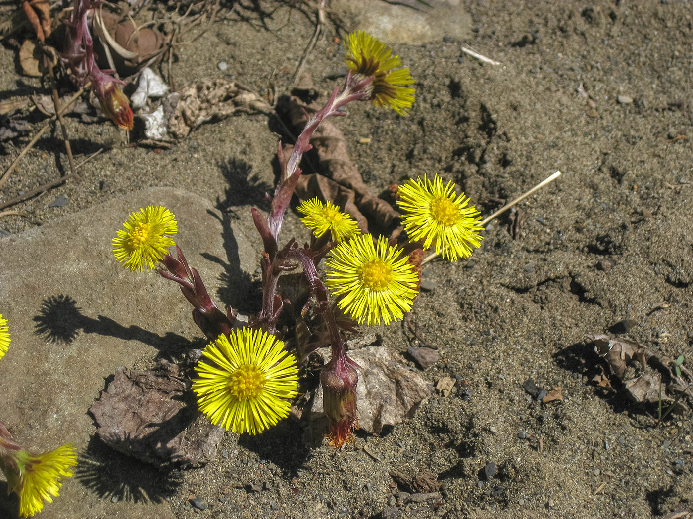 Изображение особи Tussilago farfara.