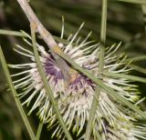 Hakea scoparia