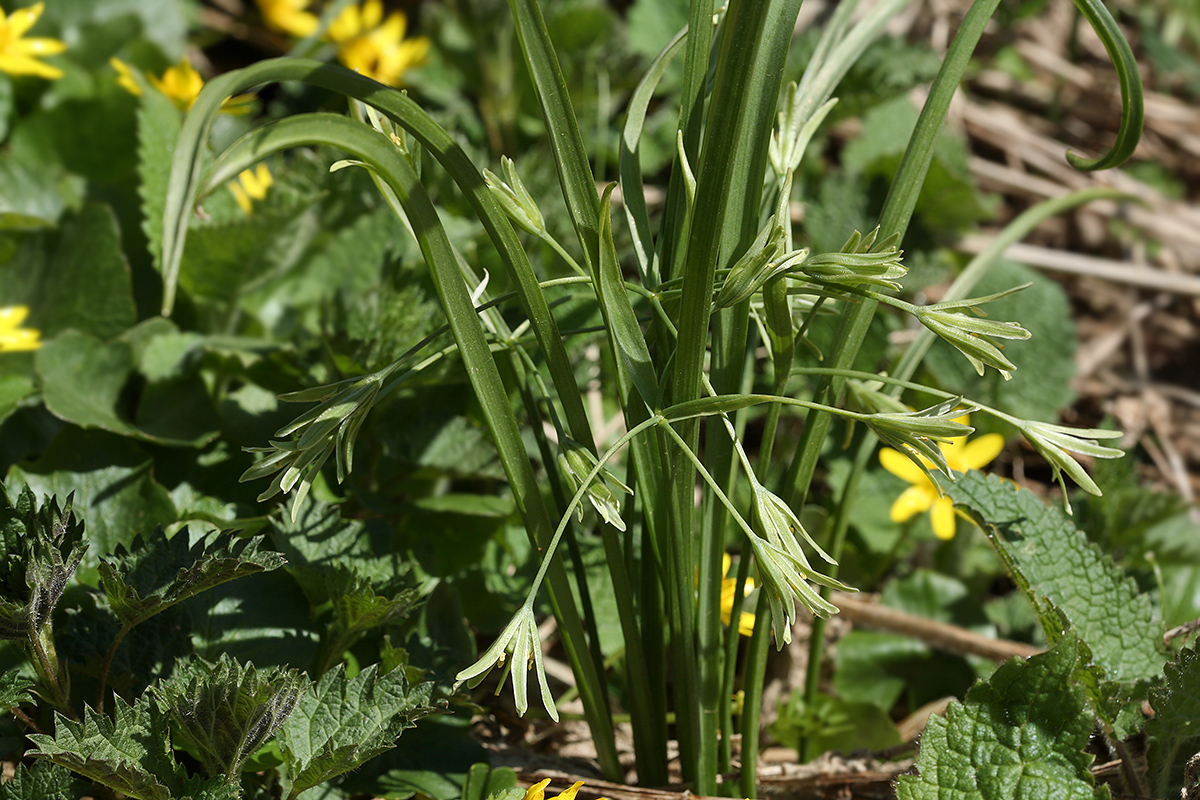 Изображение особи Gagea lutea.