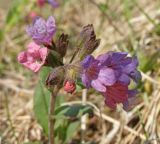 Pulmonaria mollis. Соцветие. Пермский край, Гремячинский р-н, Усьвенское сельское поселение, пгт Усьва, правый берег р. Усьва, нижняя часть склона, обращенного к реке. Начало мая 2009 г.