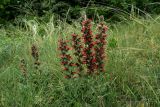 Echium popovii. Цветущие растения. Крым, Бахчисарайский р-н, плато Мангуп-Кале. 19.05.2018.