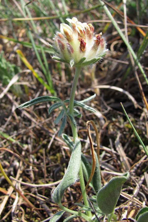 Изображение особи Anthyllis biebersteiniana.