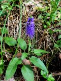 Veronica spicata