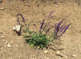 Salvia tesquicola. Цветущее растение. Дагестан, окр. с. Талги, каменистый склон. 15.05.2018.