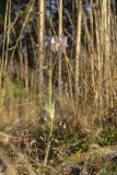 Pulsatilla patens