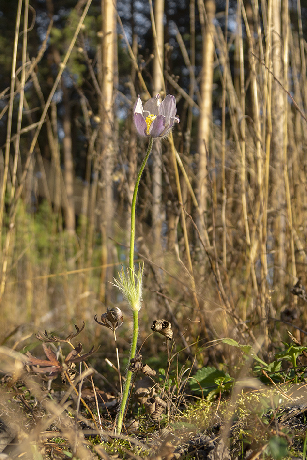 Изображение особи Pulsatilla patens.