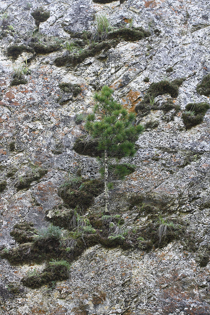 Изображение особи Pinus sibirica.