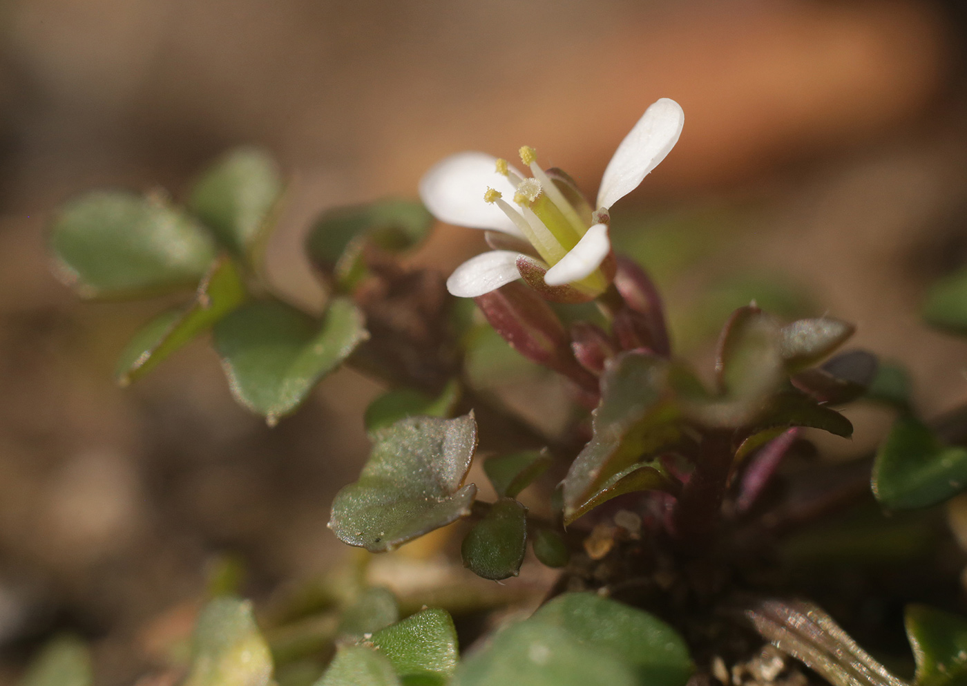 Image of Cardamine hirsuta specimen.