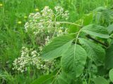 Sambucus kamtschatica