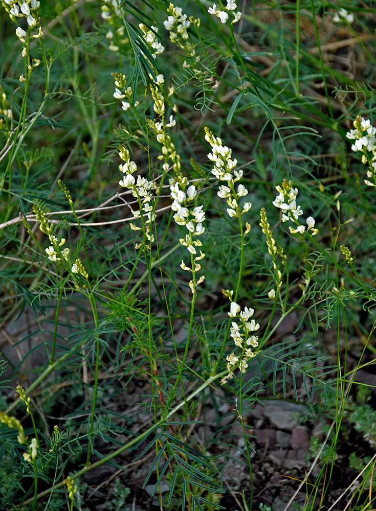 Изображение особи Astragalus katunicus.