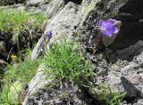 Campanula saxifraga