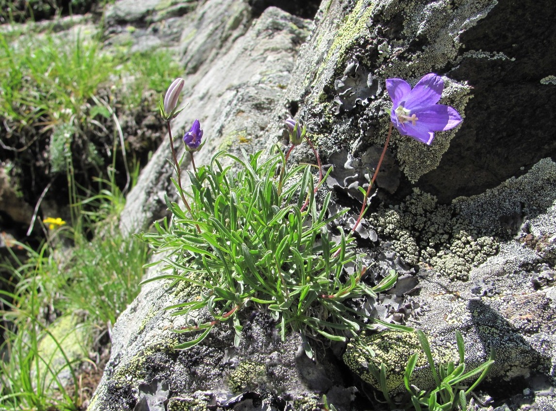 Изображение растения Campanula saxifraga.