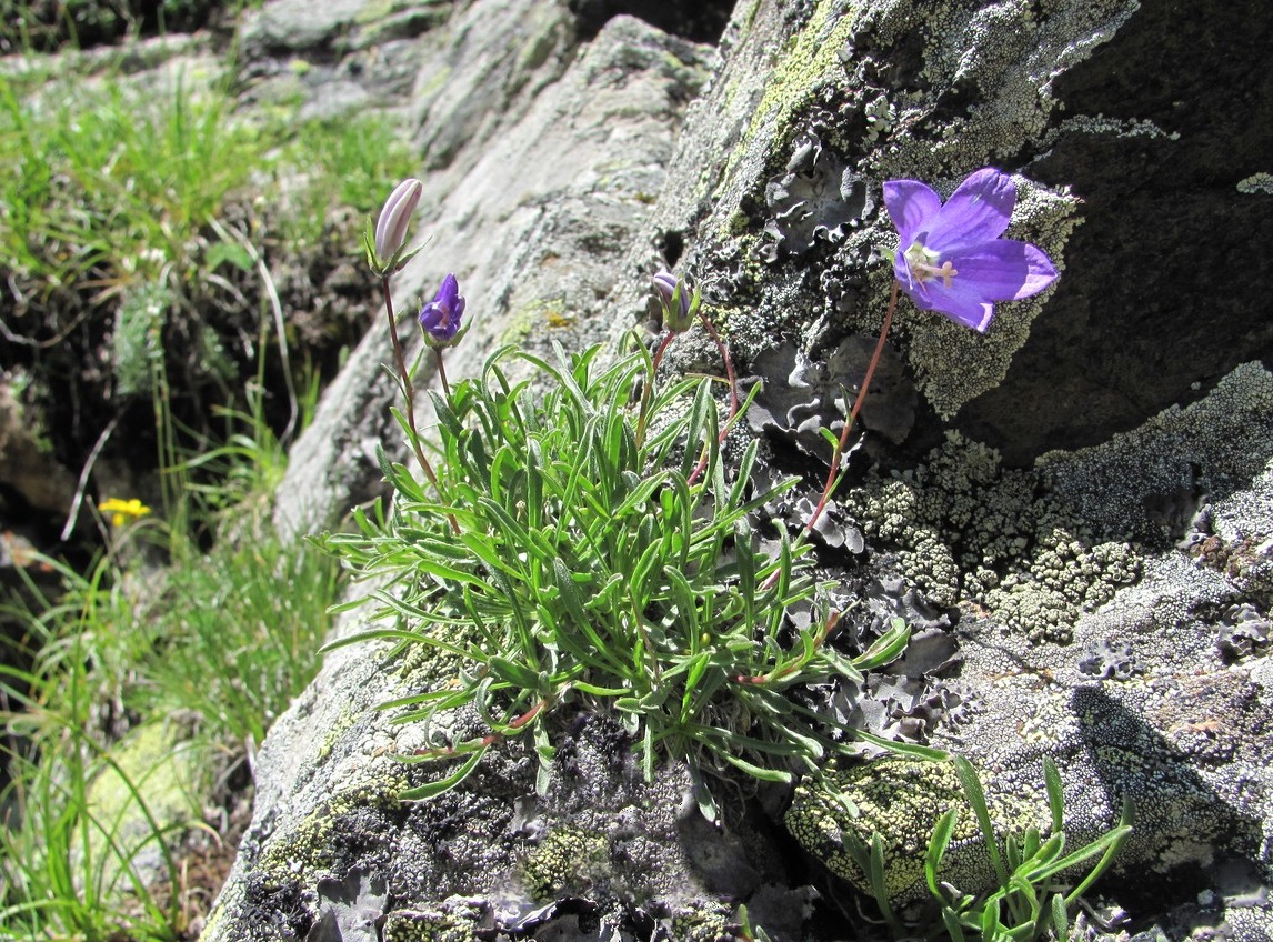 Изображение особи Campanula saxifraga.