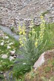 Verbascum songaricum. Цветущее растение на берегу небольшого ручья. Узбекистан, Ташкентская обл., Кураминский хр, ущ. р. Шовга, выше кишлака Шовгаз, русло реки. 02.06.2019.