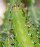 Euphorbia lactea