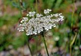 Daucus carota