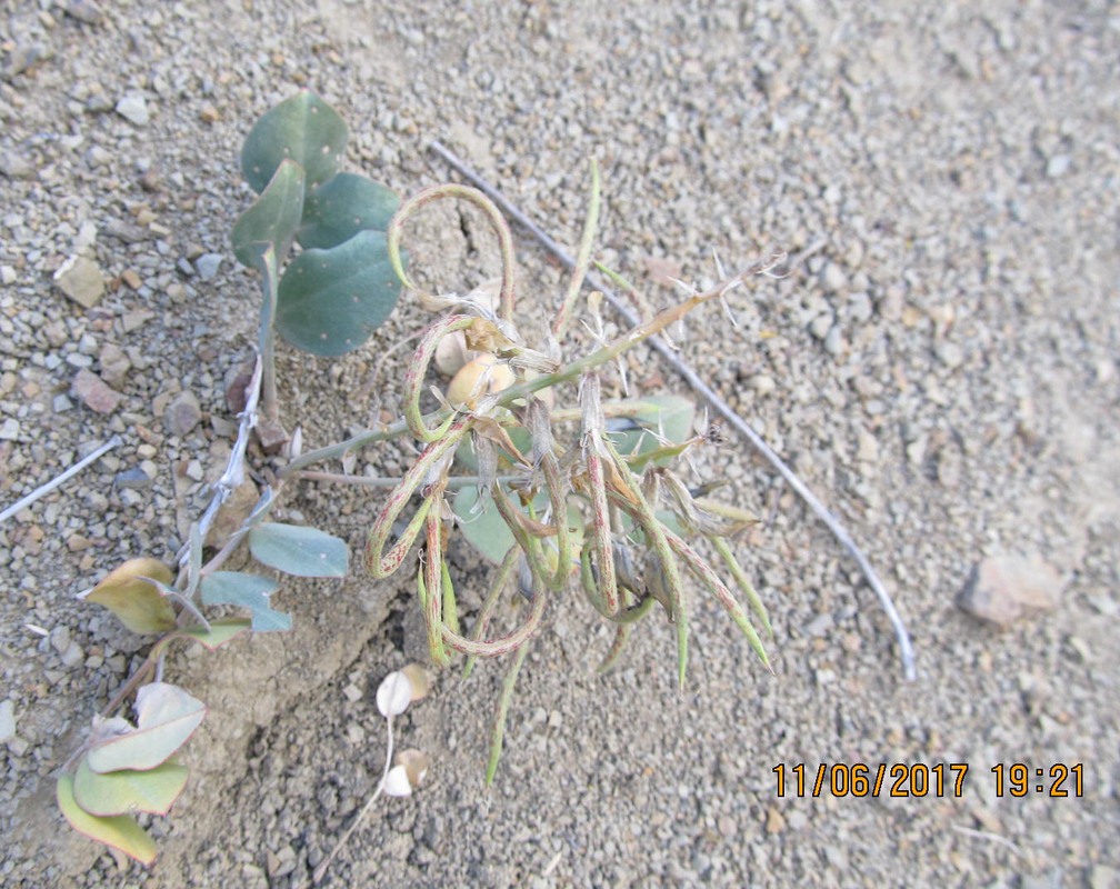 Изображение особи Astragalus candolleanus.