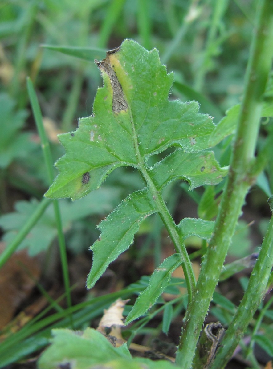 Image of Sisymbrium officinale specimen.