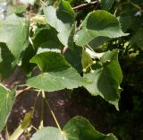 Tilia cordata