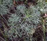 Artemisia sericea