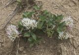 Trifolium ambiguum