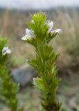 Euphrasia pectinata