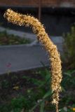 Ligularia przewalskii