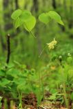 Epimedium koreanum