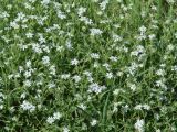 Stellaria dichotoma