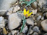 Tulipa pseudoferganica