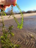 Elodea canadensis. Побеги извлечённого из воды растения. Ленинградская обл., Ломоносовский р-н, пос. Большая Ижора, на мелководье Финского залива. 23.09.2022.