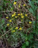 Senecio vernalis. Цветущее растение в сообществе с Artemisia. Армения, обл. Лори, окр. г. Алаверди, монастырь Ахпат, ≈ 1000 м н.у.м., у дороги. 24.06.2022.