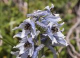 Delphinium montanum. Верхушка соцветия. Испания, автономное сообщество Каталония, провинция Жирона, комарка Рипольес, муниципалитет Сеткасес, курорт \"Вальтер 2000\", ≈2200 м н.у.м., нижняя часть склона зап. экспозиции, каменистый луг с разреженными зарослями кустарников. 03.07.2022.