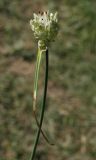 Allium leptomorphum