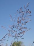 Calamagrostis canescens. Соцветия. Ульяновская обл., Мелекесский р-н, окр. с. Куликовка, заросшее озерцо среди поля. 10.06.2023.