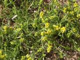 Artemisia palustris. Цветущие растения. Бурятия, южное побережье оз. Гусиное, 17 августа 2005 г.