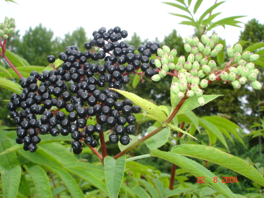 Изображение особи Sambucus ebulus.