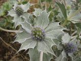 Eryngium maritimum