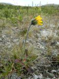 Hieracium alpinum