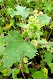 Xanthium orientale