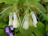 Symphytum grandiflorum